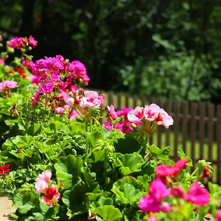 Hof Stallegg لوفنغن