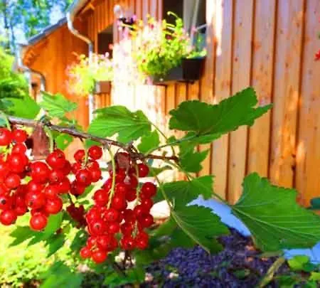 Hof Stallegg شقة لوفنغن